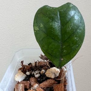 Sold 🍀 Hoya deykeae